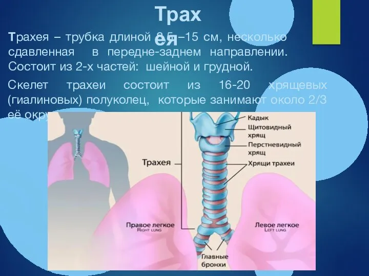 Трахея Трахея – трубка длиной 8,5 –15 см, несколько сдавленная в передне-заднем