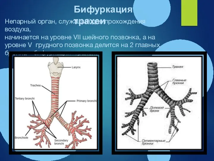 Непарный орган, служащий для прохождения воздуха, начинается на уровне VII шейного позвонка,