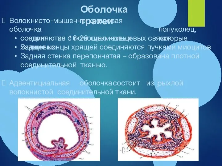 Волокнисто-мышечно-хрящевая оболочка состоит из 16-20 гиалиновых хрящевых полуколец, которые соединяются с помощью