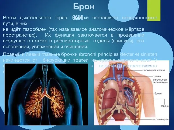 Ветви дыхательного горла. Бронхи составляют воздухоносные пути, в них не идёт газообмен