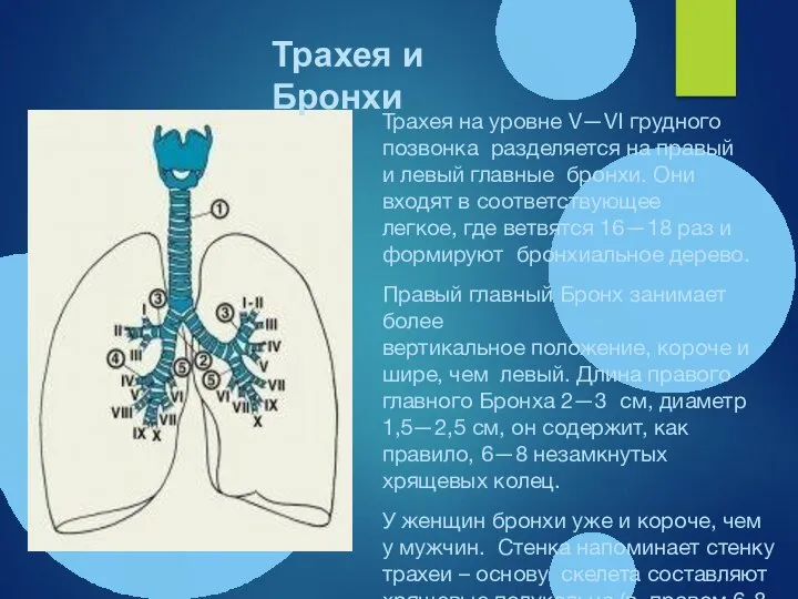 Трахея на уровне V—VI грудного позвонка разделяется на правый и левый главные