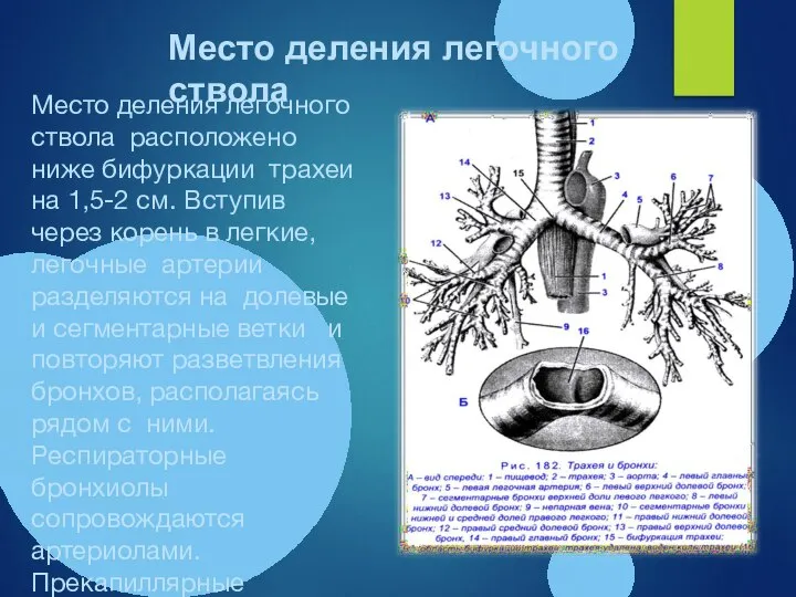 Место деления легочного ствола расположено ниже бифуркации трахеи на 1,5-2 см. Вступив