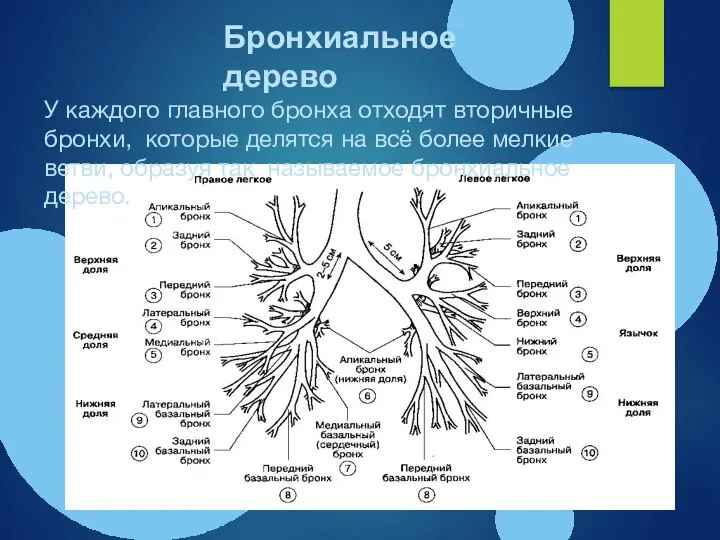 Бронхиальное дерево У каждого главного бронха отходят вторичные бронхи, которые делятся на