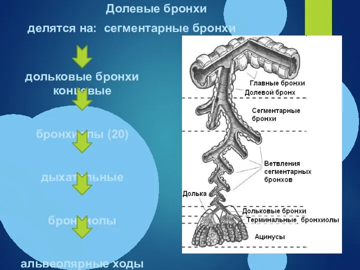 дольковые бронхи концевые бронхиолы (20) дыхательные бронхиолы альвеолярные ходы альвеолярные мешочки Долевые