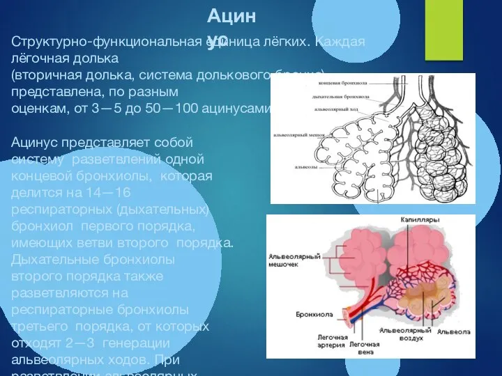 Ацинус Структурно-функциональная единица лёгких. Каждая лёгочная долька (вторичная долька, система долькового бронха)