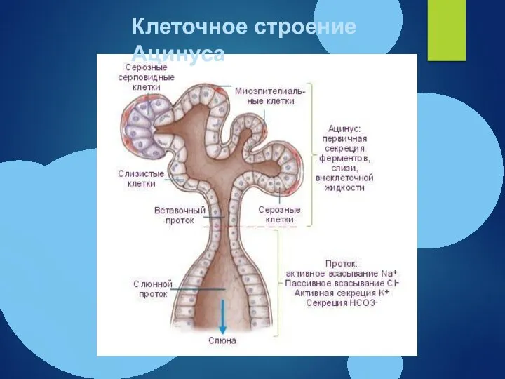 Клеточное строение Ацинуса