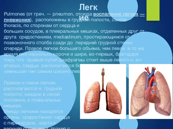 Pulmones (от греч. — pneumon, отсюда воспаление легких — пневмония), расположены в