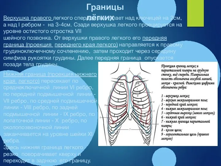 Верхушка правого легкого спереди выступает над ключицей на 2см, а над I