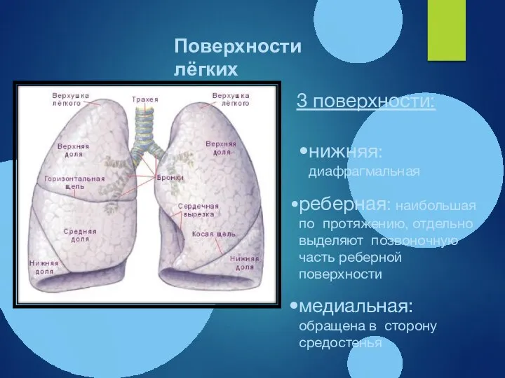 3 поверхности: нижняя: диафрагмальная реберная: наибольшая по протяжению, отдельно выделяют позвоночную часть