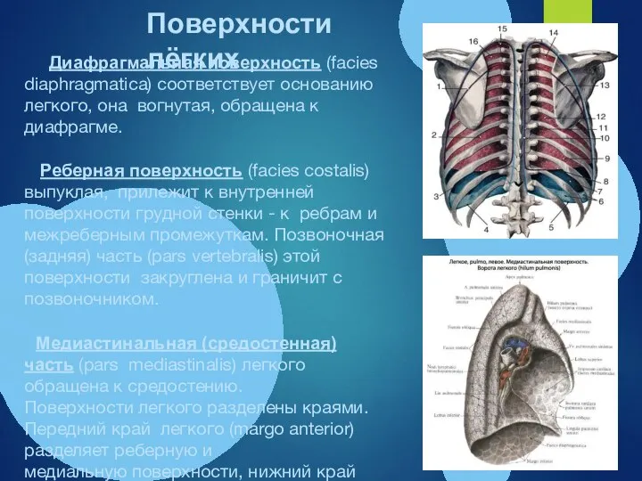 Диафрагмальная поверхность (facies diaphragmatiса) соответствует основанию легкого, она вогнутая, обращена к диафрагме.