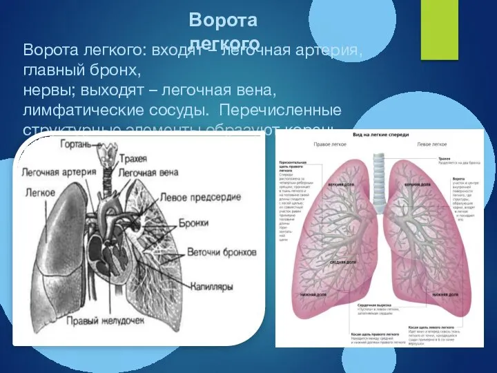 Ворота легкого: входят – легочная артерия, главный бронх, нервы; выходят – легочная