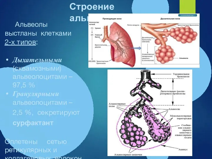 Строение альвеолы Альвеолы выстланы клетками 2-х типов: Дыхательными (сквамозными) альвеолоцитами – 97,5