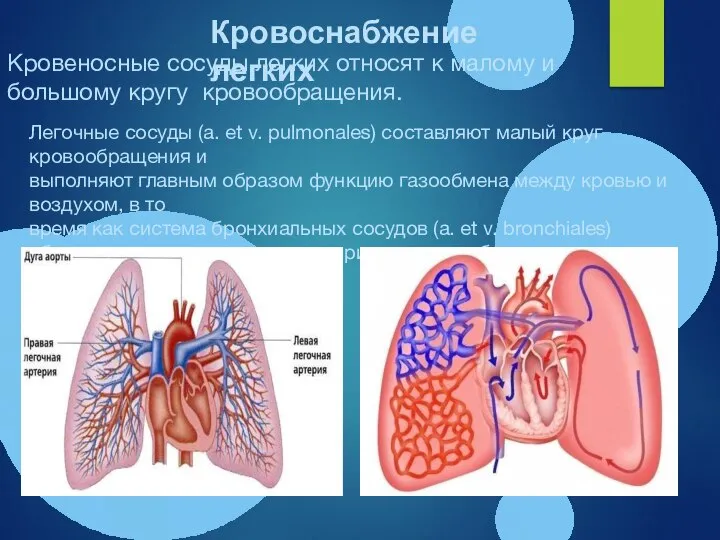 Кровеносные сосуды легких относят к малому и большому кругу кровообращения. Легочные сосуды