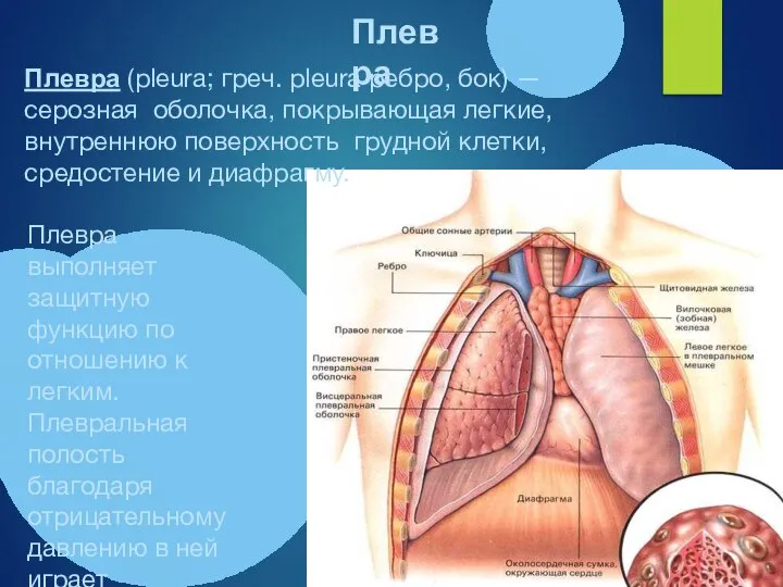 Плевра (pleura; греч. pleura ребро, бок) — серозная оболочка, покрывающая легкие, внутреннюю