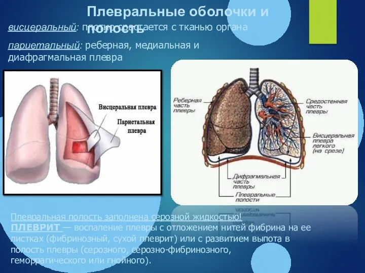 Плевральные оболочки и полость висцеральный: плотно срастается с тканью органа париетальный: реберная,