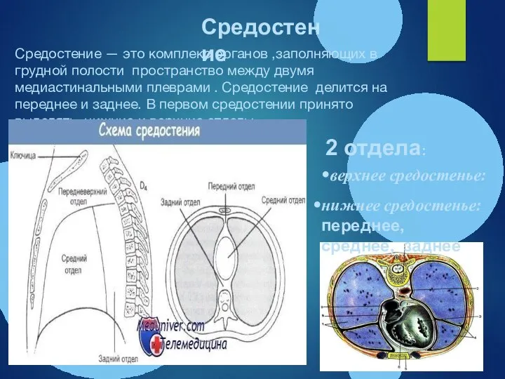 Средостение — это комплекс органов ,заполняющих в грудной полости пространство между двумя