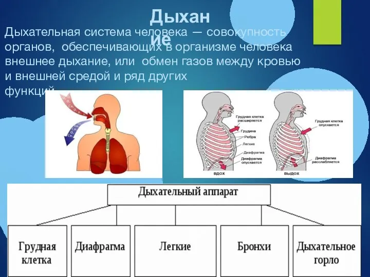 Дыхательная система человека — совокупность органов, обеспечивающих в организме человека внешнее дыхание,