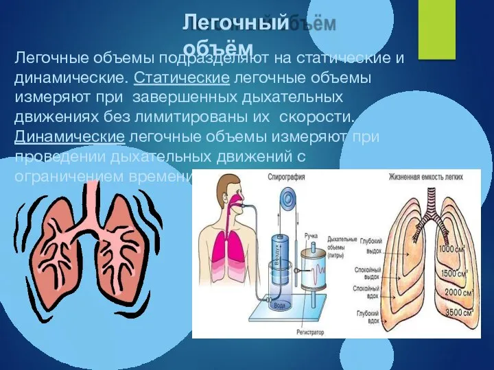 Легочный объём Легочные объемы подразделяют на статические и динамические. Статические легочные объемы