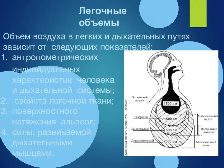 Объем воздуха в легких и дыхательных путях зависит от следующих показателей: антропометрических