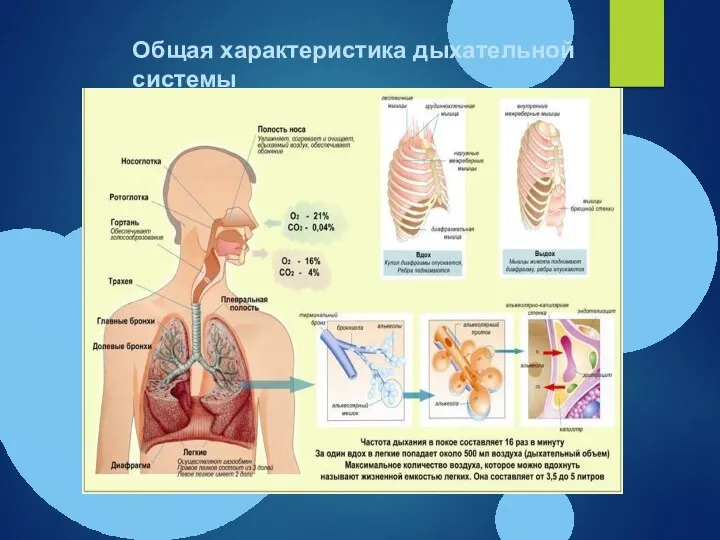 Общая характеристика дыхательной системы