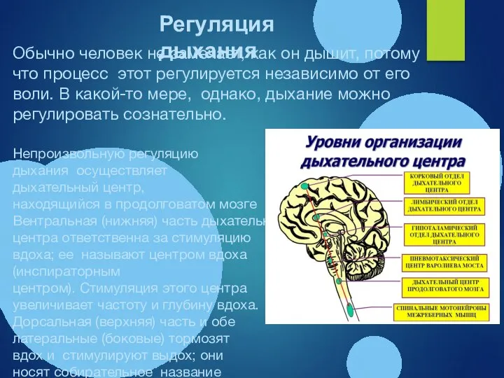 Обычно человек не замечает, как он дышит, потому что процесс этот регулируется