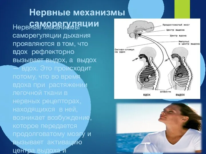 Нервные механизмы саморегуляции дыхания проявляются в том, что вдох рефлекторно вызывает выдох,