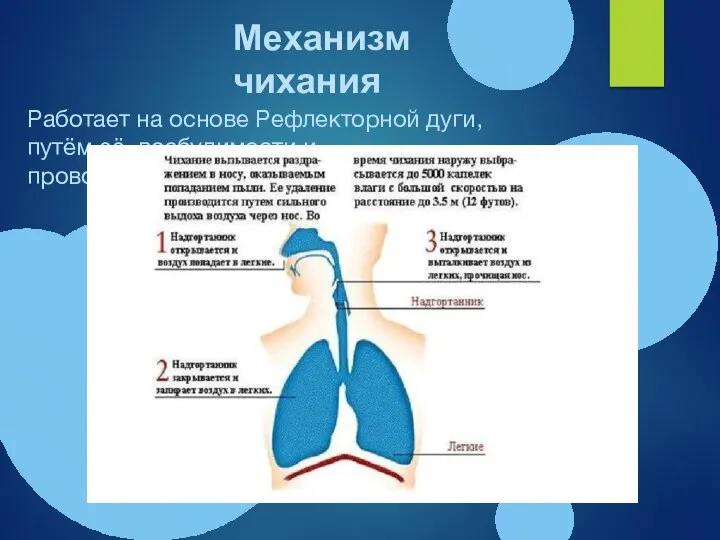 Механизм чихания Работает на основе Рефлекторной дуги, путём её возбудимости и проводимости.