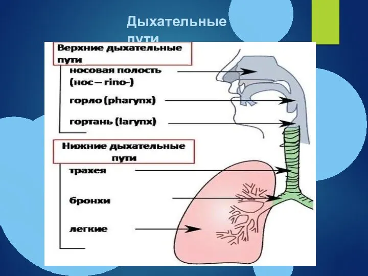 Дыхательные пути