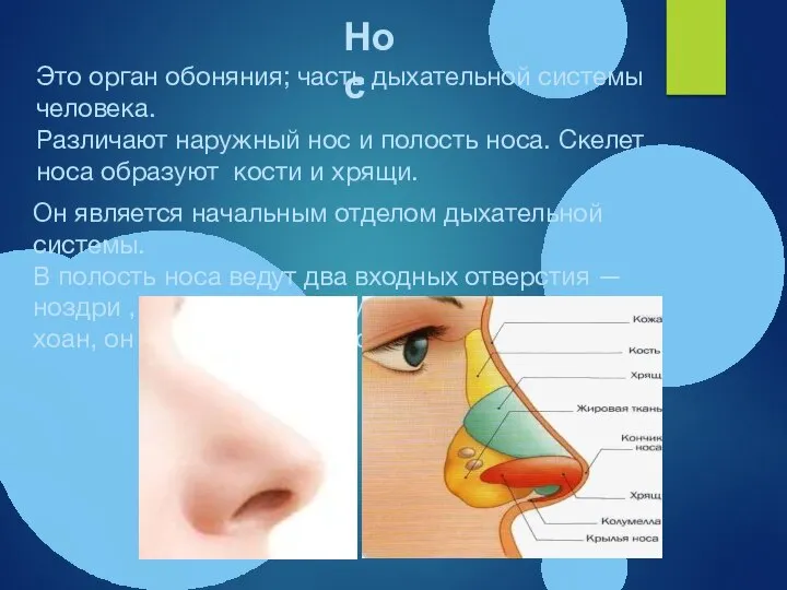 Нос Это орган обоняния; часть дыхательной системы человека. Различают наружный нос и