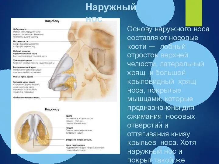 Основу наружного носа составляют носовые кости — лобный отросток верхней челюсти, латеральный