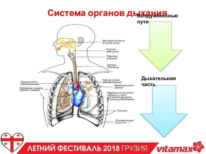 Система органов дыхания Воздухоносные пути Дыхательная часть