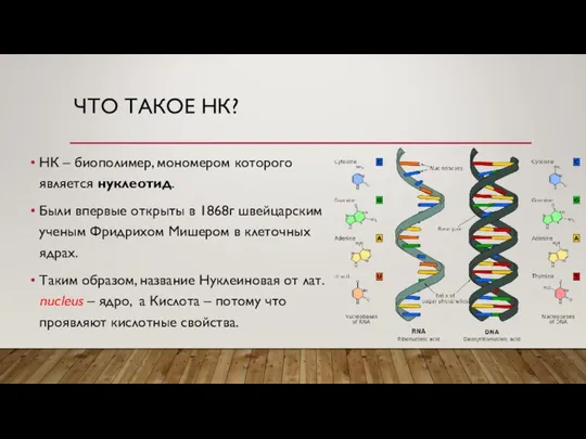 ЧТО ТАКОЕ НК? НК – биополимер, мономером которого является нуклеотид. Были впервые