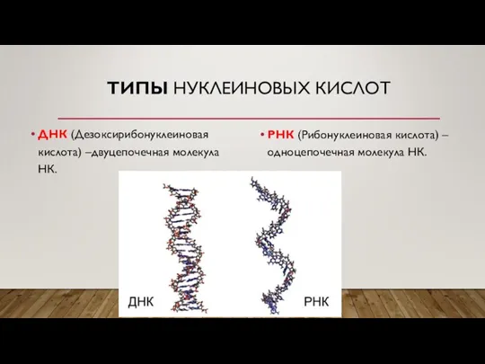 ТИПЫ НУКЛЕИНОВЫХ КИСЛОТ ДНК (Дезоксирибонуклеиновая кислота) –двуцепочечная молекула НК. РНК (Рибонуклеиновая кислота) – одноцепочечная молекула НК.