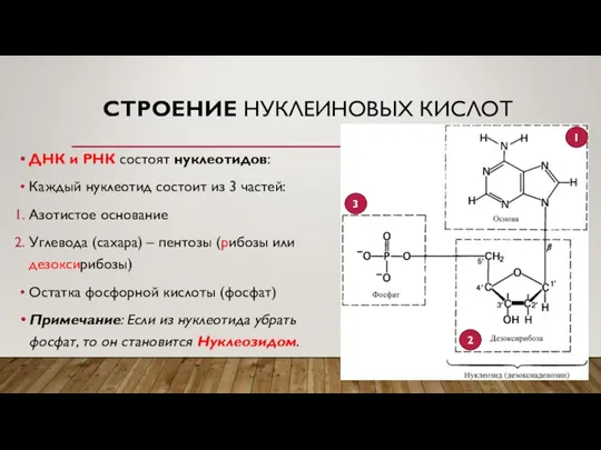 СТРОЕНИЕ НУКЛЕИНОВЫХ КИСЛОТ ДНК и РНК состоят нуклеотидов: Каждый нуклеотид состоит из