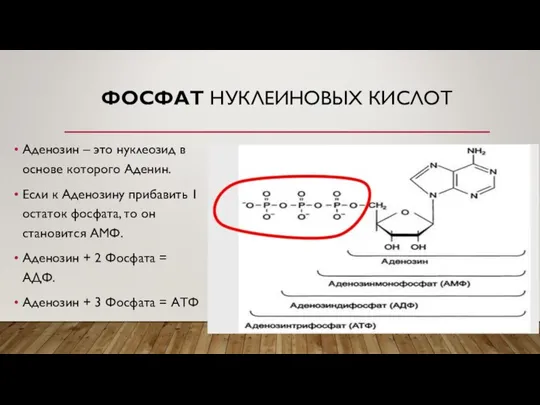 ФОСФАТ НУКЛЕИНОВЫХ КИСЛОТ Аденозин – это нуклеозид в основе которого Аденин. Если