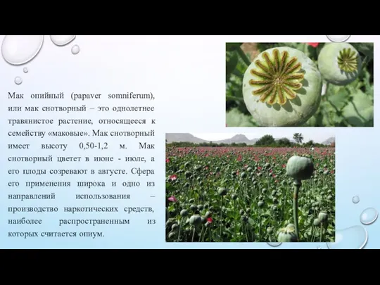 Мак опийный (papaver somniferum), или мак снотворный – это однолетнее травянистое растение,