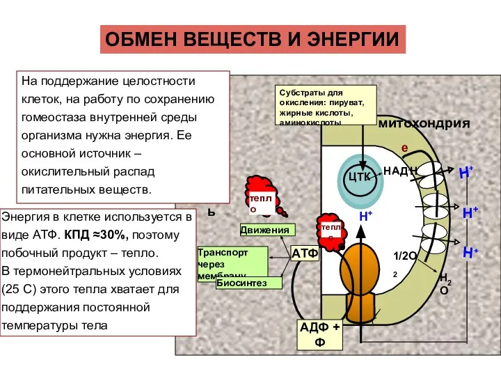 ОБМЕН ВЕЩЕСТВ И ЭНЕРГИИ На поддержание целостности клеток, на работу по сохранению