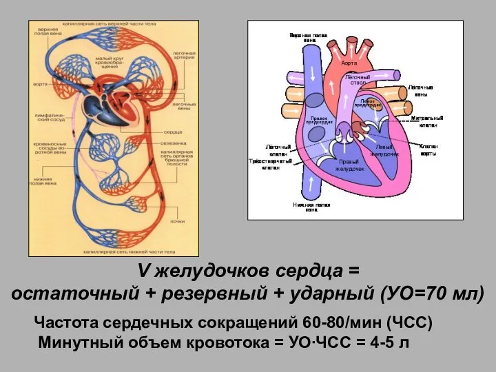 V желудочков сердца = остаточный + резервный + ударный (УО=70 мл) Частота