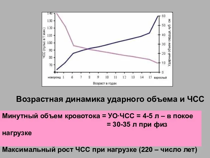 Возрастная динамика ударного объема и ЧСС Минутный объем кровотока = УО∙ЧСС =