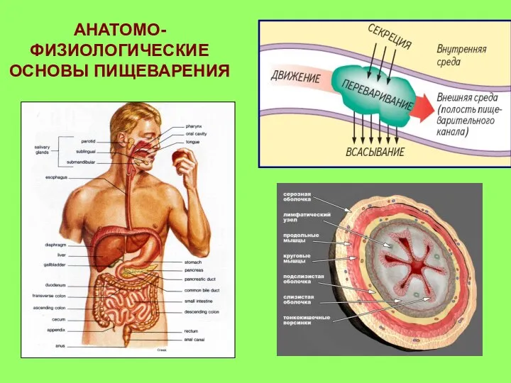 АНАТОМО-ФИЗИОЛОГИЧЕСКИЕ ОСНОВЫ ПИЩЕВАРЕНИЯ