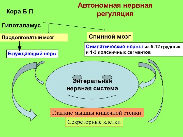 Автономная нервная регуляция Блуждающий нерв Симпатические нервы из 5-12 грудных и 1-3