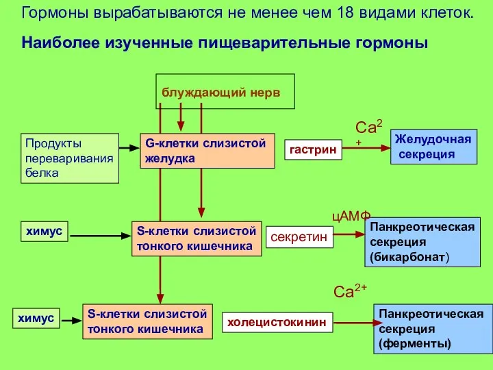 Гормоны вырабатываются не менее чем 18 видами клеток. Наиболее изученные пищеварительные гормоны