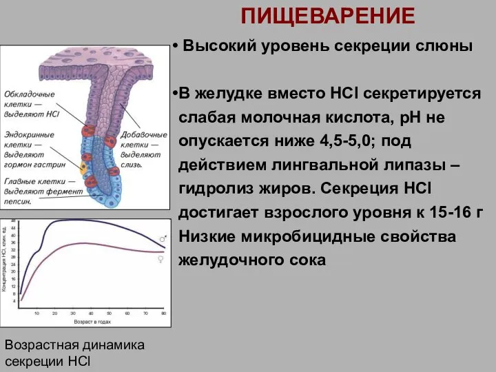 ПИЩЕВАРЕНИЕ Возрастная динамика секреции HСl Высокий уровень секреции слюны В желудке вместо