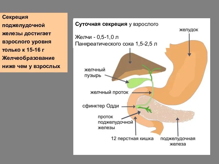 Секреция поджелудочной железы достигает взрослого уровня только к 15-16 г Желчеобразование ниже чем у взрослых