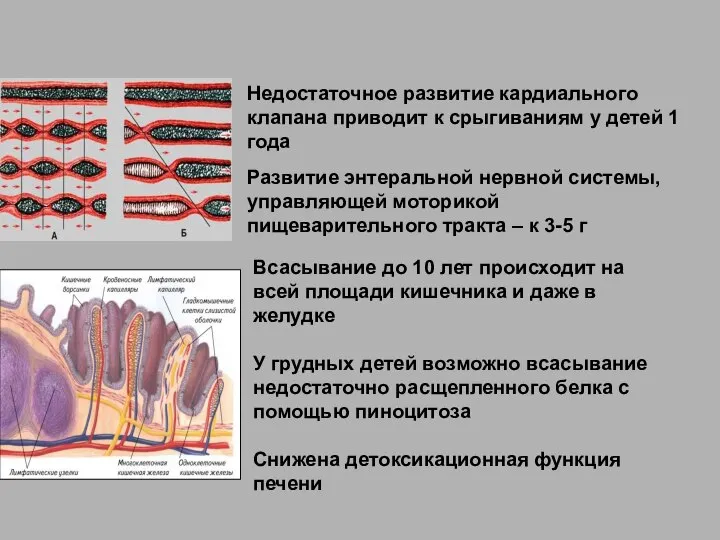 Недостаточное развитие кардиального клапана приводит к срыгиваниям у детей 1 года Развитие