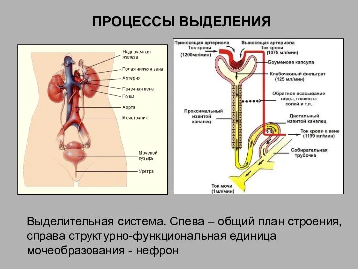 ПРОЦЕССЫ ВЫДЕЛЕНИЯ Выделительная система. Слева – общий план строения, справа структурно-функциональная единица мочеобразования - нефрон