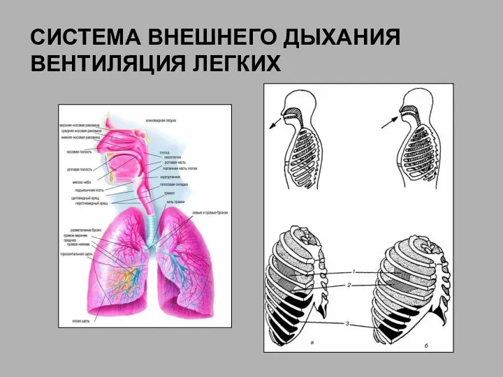 СИСТЕМА ВНЕШНЕГО ДЫХАНИЯ ВЕНТИЛЯЦИЯ ЛЕГКИХ