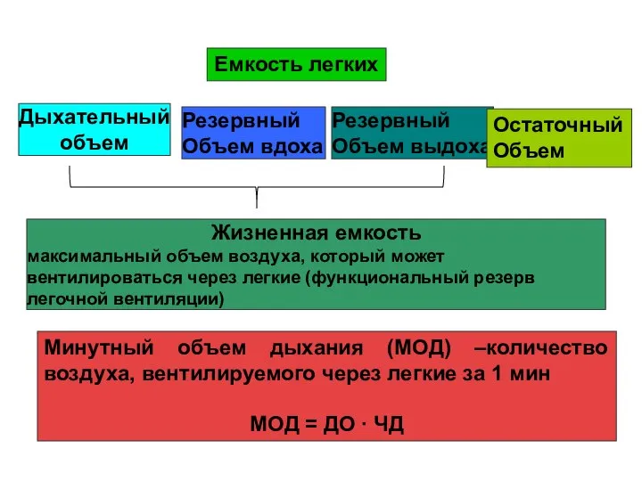 Емкость легких Жизненная емкость максимальный объем воздуха, который может вентилироваться через легкие