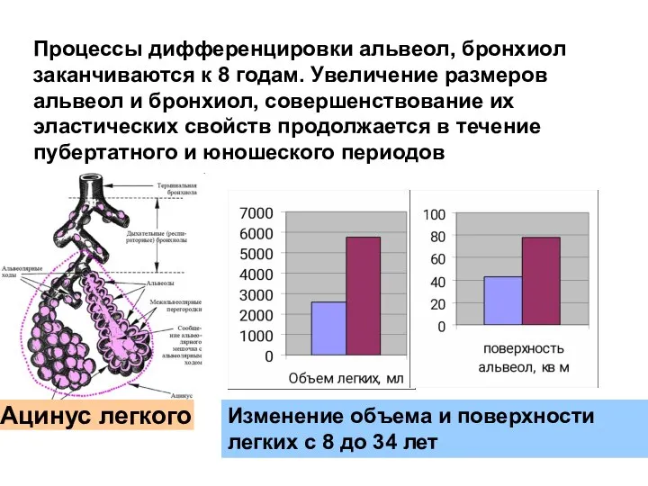 Изменение объема и поверхности легких с 8 до 34 лет Ацинус легкого