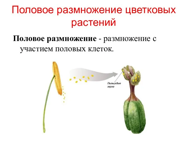Половое размножение цветковых растений Половое размножение - размножение с участием половых клеток.